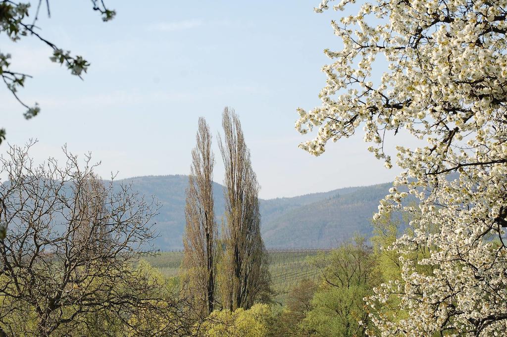 Gaestehaus Kleine Kalmit Landau in der Pfalz Exteriér fotografie